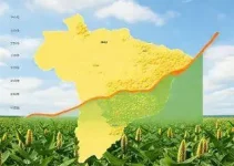 projeções de safra soja