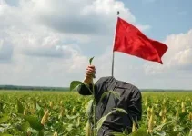 excesso de soja na China