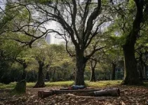 queda de árvore no parque ibirapuera