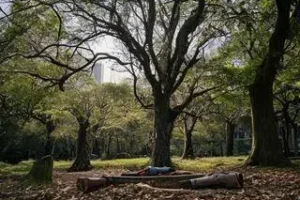 queda de árvore no parque ibirapuera