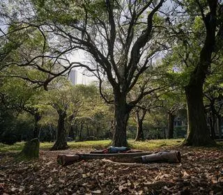 queda de árvore no parque ibirapuera