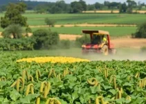 colheita de soja do Brasil