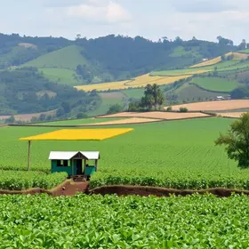 subvenção ao diesel