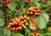 café e carnes do Brasil