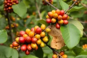 café e carnes do Brasil