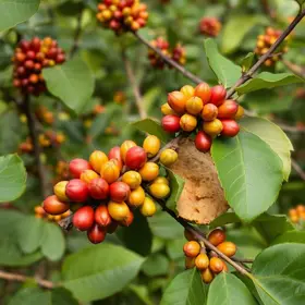 café e carnes do Brasil