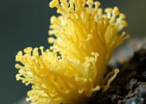 fungos mucilaginosos