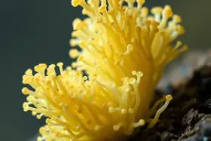 fungos mucilaginosos